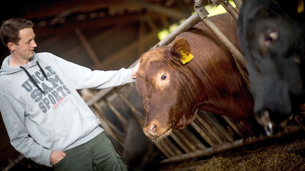 Daniel Caspers mit einem Bullen. Mehrere von ihnen leben gemeinsam mit den Kühen in der Herde des Johannshofs. Sie decken die Weibchen im Sprung. Künstlich befruchtet wird in Fiebing nicht.