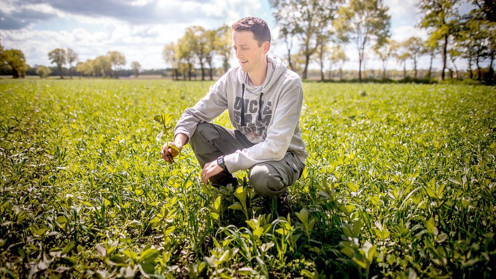 Daniel Caspers auf einem Feld, auf dem Ackerbohnen sprießen. Die werden als Tierfutter angebaut.
