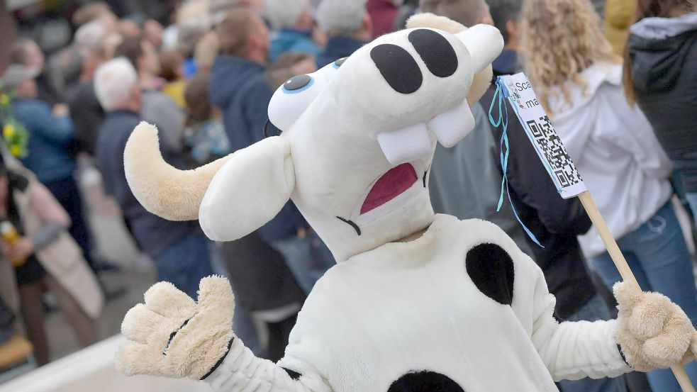 Auch Reporterkuh Roxi wartete im Ziel auf die Ossilooper. Foto: Ortgies