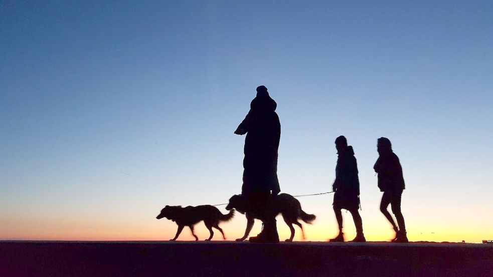 Die Hunde vom Emder Tierheim werden oft von geschulten Gassi-Gehern ausgeführt, sagt die Leiterin. Auch Ausflüge an die Knock gehören zum Programm. Symbolfoto: Pixabay