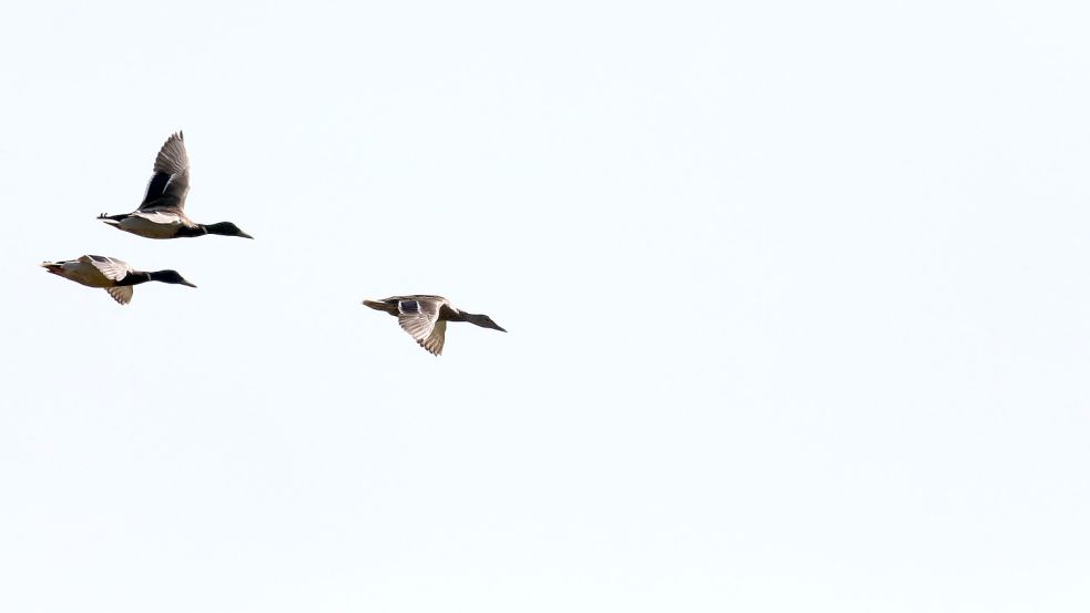 Vögel gibt es, sowohl am Himmel als auch auf dem Boden, am Freepsumer Meer genügend zu entdecken. Foto: Hock