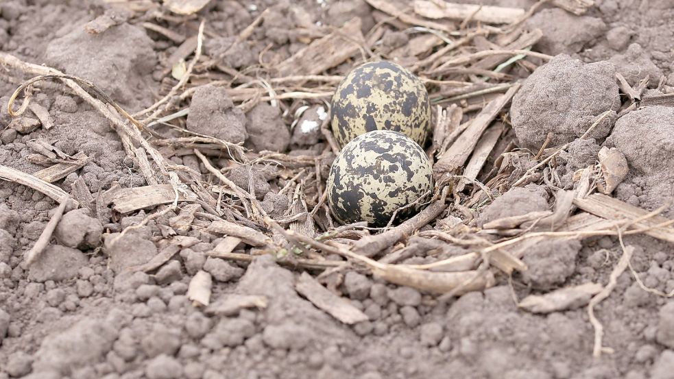 Kiebitze legen die Eier auch auf Äcker. Nach und nach landen hier vier Eier in der Mulde. Foto: Böning