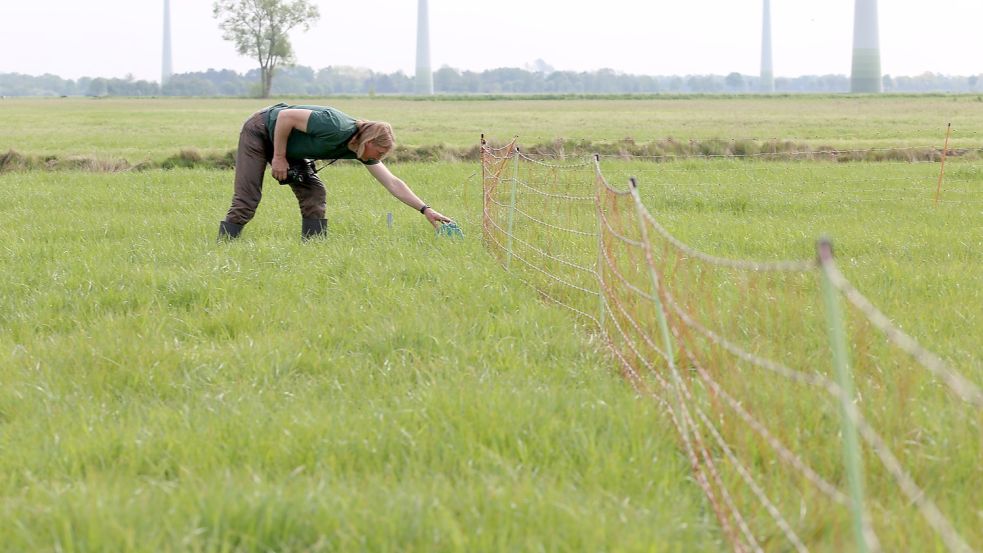Nach dem Schlupf der Brachvogel-Küken entfernt Matthias Bergmann den Elektrozaun. Er sollte die Eier vor dem Fuchs schützen. Foto: Böning