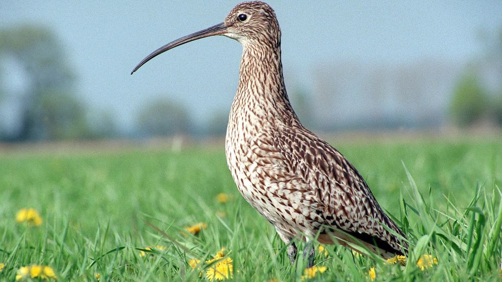 Der Große Brachvogel hat eine Flügelspannweite von einem Meter und steht auf der Liste der bedrohten Arten. Foto: Link/dpa