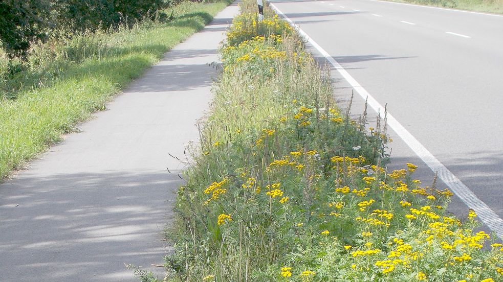 Kurz nachdem der BUND die Niedersächsische Landesbehörde für Straßenbau für diesen blühenden Randstreifen an der B 72 zwischen Aurich und Bagband öffentlich gelobt hattte, wurde er gemäht. Foto: BUND