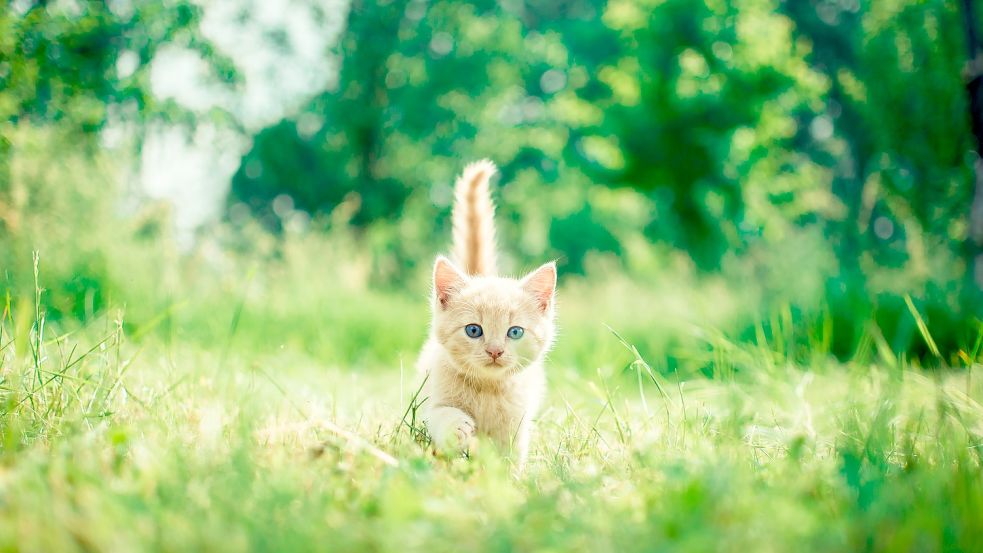 Freigängerkatzen können zum Problem werden, wenn sie unkastriert durch die Gegend ziehen. Foto: Andriyko Podilnyk/Unsplash