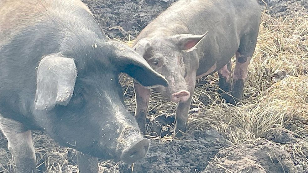 Auf dem Hof Sonnenschein werden auch alte Schweinerassen gezüchtet. Foto: Bär