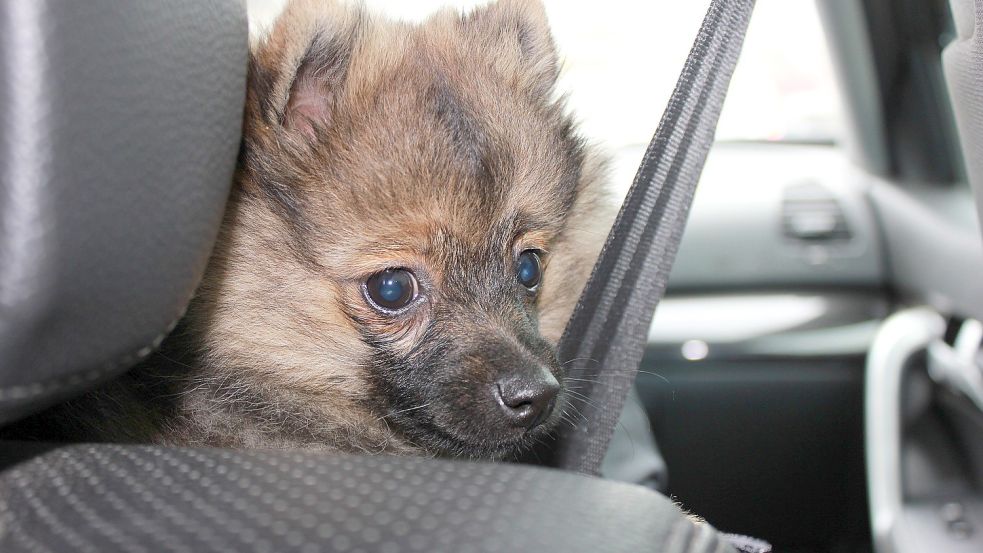 Tiere sollten momentan nicht in geparkten Autos zurückgelassen werden, warnt die Feuerwehr. Symbolfoto: Pixabay