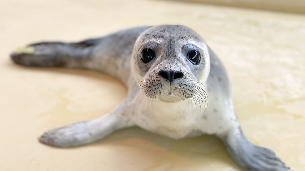 Große, dunkle Augen, süßes Gesicht: Auch bei Heuler Stöpsel ist der Niedlichkeitsfaktor hoch. Foto: Seehundstation Norddeich