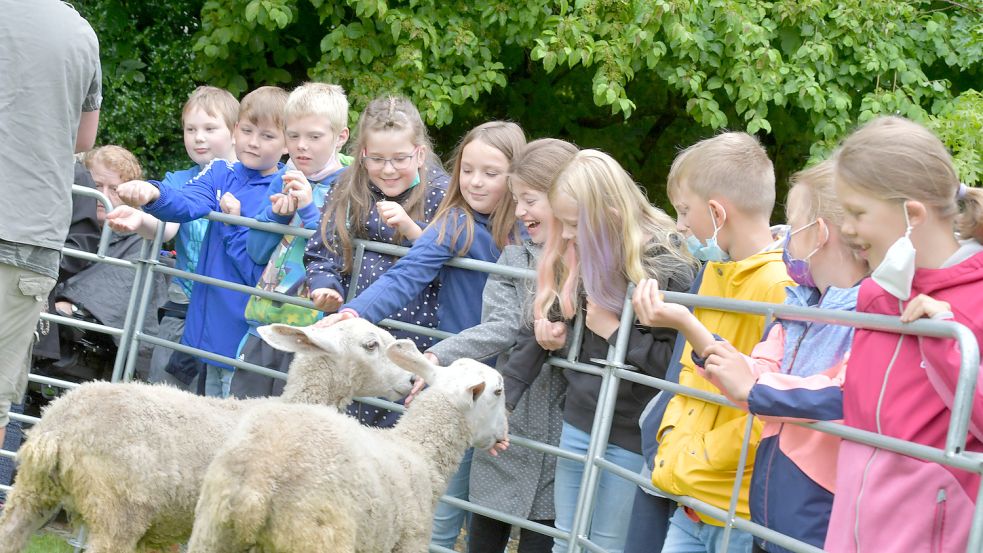 Die aus Schottland stammenden Hasenschafe Piggy und Maja ließen sich gerne von den Schülerinnen und Schülern der Bunder Grundschule mit Möhren verwöhnen. Foto: Ortgies