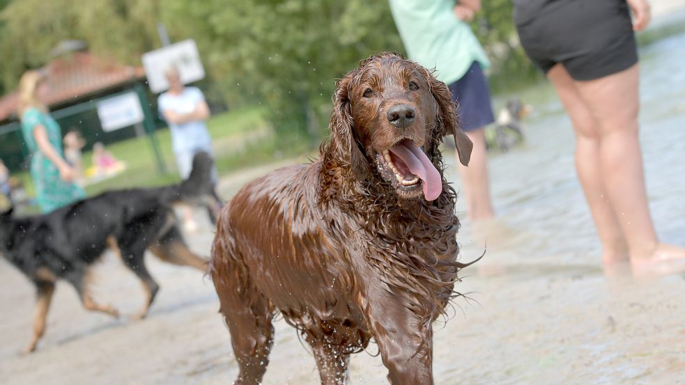 Am Badesee in Tannenhausen dürfen Hunde ins Wasser. In Großsander dürfen sie bald nicht mehr auf das Gelände des Badesees. Foto: Ortgies