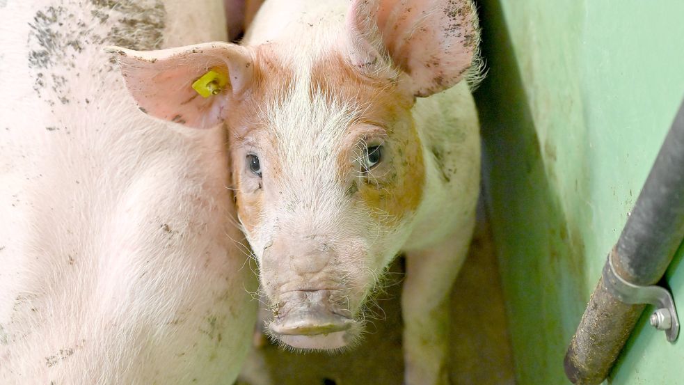 Ein Schwein steht im Stall eines Mastbetriebs. In einem Betrieb im Landkreis Emsland ist am Wochenende die Afrikanische Schweinepest nachgewiesen worden. Foto: Rehder/DPA