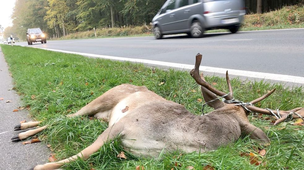 Das ist ein Damhirsch, der dem Straßenverkehr in Kleinheide zum Opfer fiel. Foto: Lienau