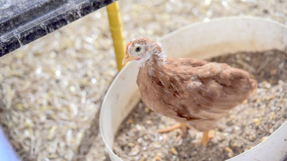 Körnerfutter für Geflügel ist im Landhandel erhältlich. Foto: Ortgies