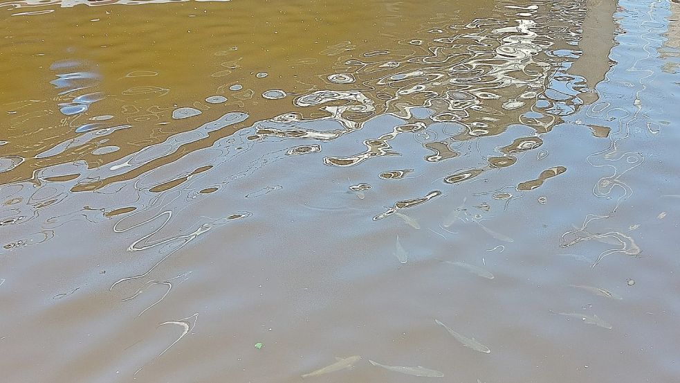 Mit viel Glück sieht man manchmal etwas auf dem Grund der Emder Gewässer - und entdeckt sogar Fische, wie hier die Meeräschen.