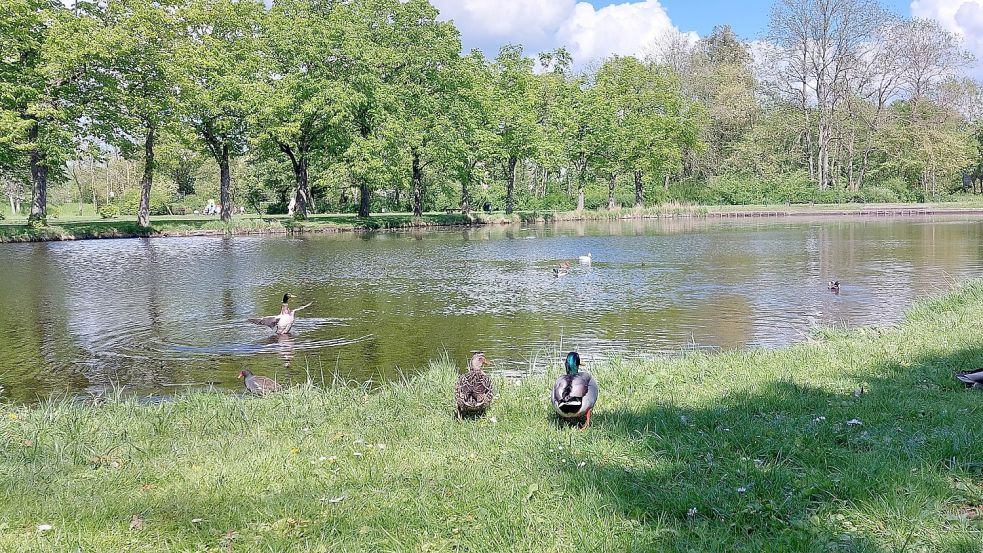Der Schwanenteich in Emden besticht durch Idylle, nicht Tiefe. Er ist wird vom Ems-Jade-Kanal gespeist und ist maximal 1,50 Meter tief.
