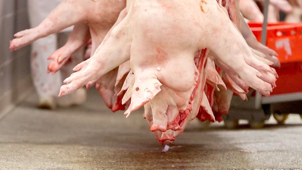 Schweinehälften im Schlachtbetrieb: Eine Arte-Reihe ergründet unseren Fleischkonsum. Foto: picture alliance/dpa/dpa-Zentralbild