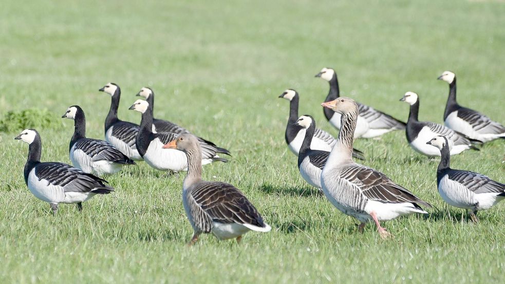 Massenhaftes Gänsevorkommen auf Borkum bereitet Probleme. Foto: dpa