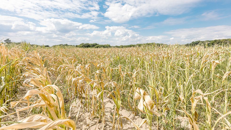 Im Osten Deutschland, wie hier in Brandenburg, leiden die Ernteerträge unter der Dürre. Trockenschäden am Mais, wie auf dem Bild zu sehen, gibt es in Ostfriesland laut LHV-Präsident Manfred Tannen bisher nicht. Foto: Hammerschmidt/DPA