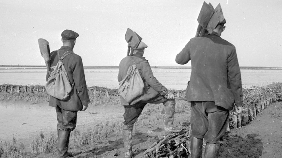 „Wer nicht deichen will, muss weichen“ lautete schon vor Jahrhunderten der Merkspruch des sogenannten Spatenrechts. Auch die Siedler von Leybuchtpolder mussten zunächst dem Meer ein Stück Land abringen, bevor sie dort heimisch werden konnten. Dieses Bild wurde im Jahr 1953 gemacht. Fotos: Medienzentrum Norden