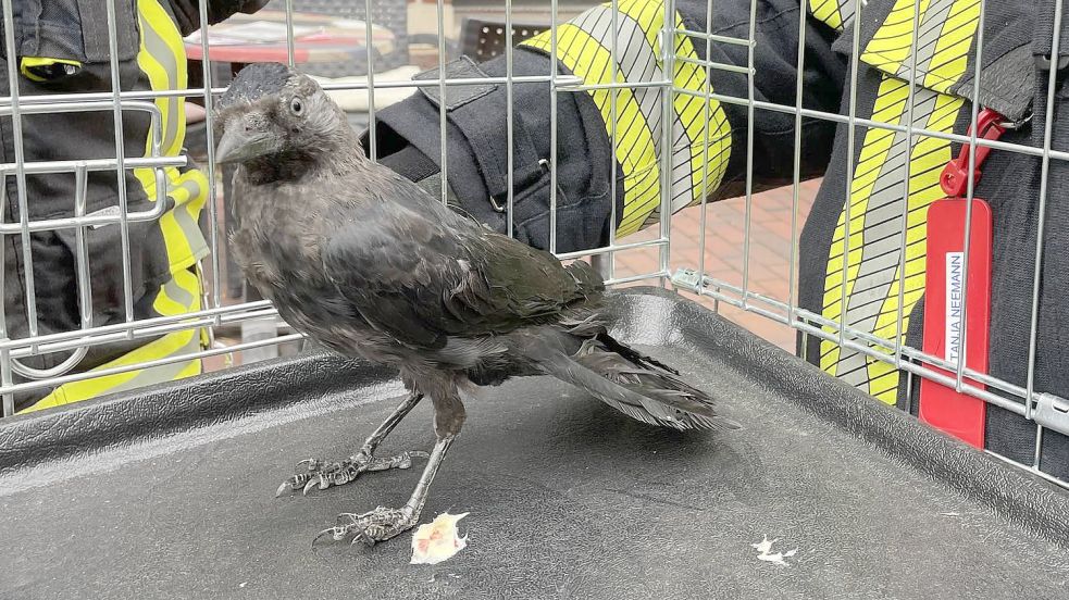 Die Dohle hat den Rettungseinsatz unbeschadet überstanden. Foto: Freiwillige Feuerwehr Norden