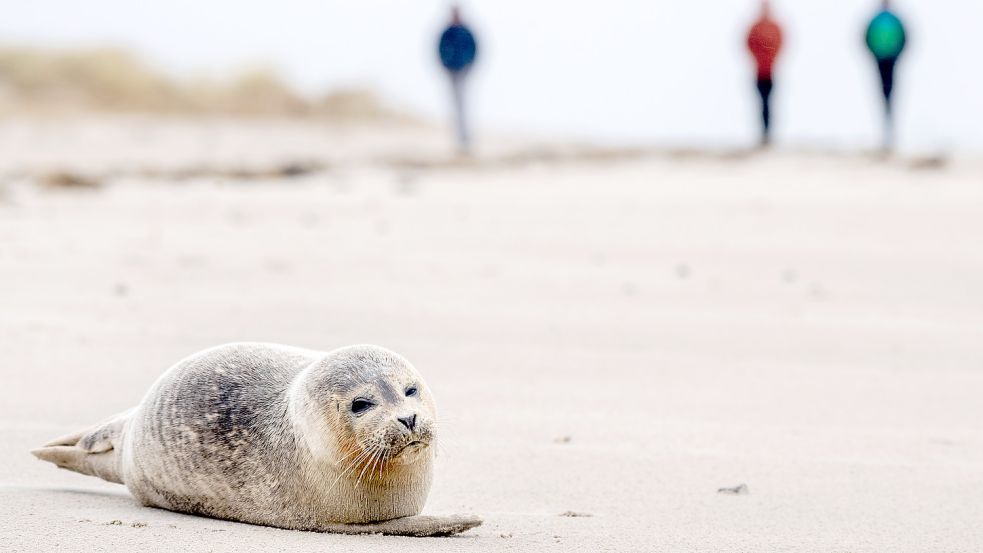 Die Seehundbank vor Borkum liegt in einer Schutzzone. Der Abschnitt darf nicht betreten werden. Foto: Dittrich/dpa