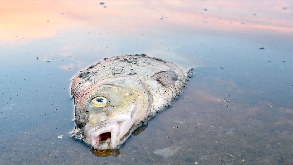 Das Massensterben in der Oder ist für den Fluss und alle, die von ihm leben, eine Tragödie. Kann so etwas auch in Ostfriesland passieren? Foto: Pleul/dpa