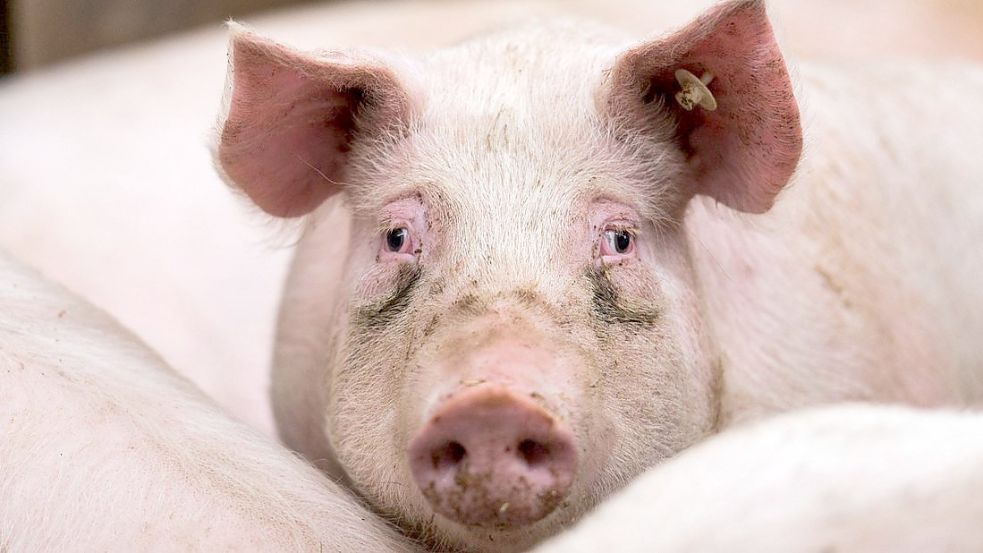 In den Ställen in der Schweinepest-Sperrzone in Niedersachsen wird es immer enger für die Schweine. Löst die EU-Kommission vielleicht doch früher die Sperrzone auf? Foto: Andreas Arnold/dpa