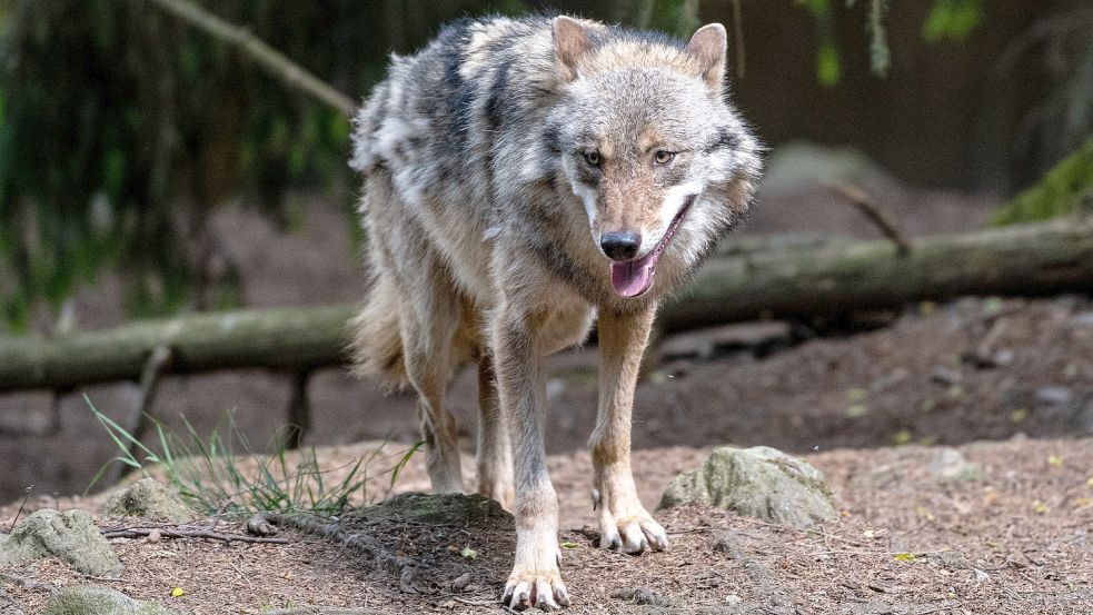 Ein Wolf spaziert im Bayerwald-Tierpark in Lohberg durch das Gehege. Foto: Weigel/dpa