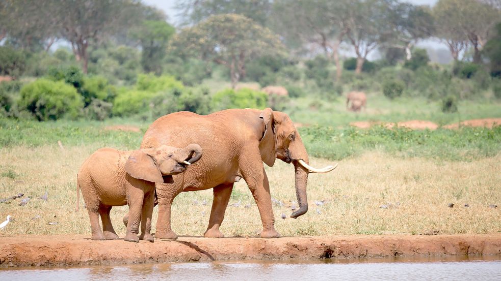 Die Weltreise führte die kanadische Familie bisher in einige afrikanische und asiatische Länder. Foto: Imago-Images/Panthermedia