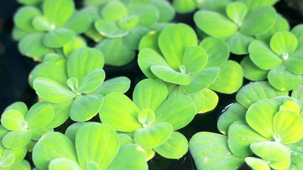 Wassersalat sieht harmlos aus, soll aber nach Willen der EU bekämpft werden. Foto: Pixabay