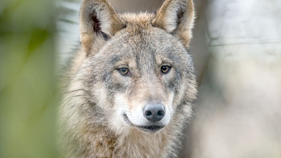 Ein Wolf, aufgenommen in einem Wildpark in Isselburg. Symbolfoto: Thissen/DPA