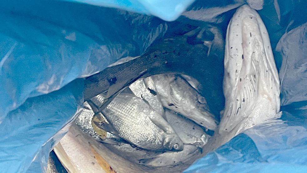 Für unzählige Fische kam die Hilfe zu spät – sie verendeten und wurden entsorgt.