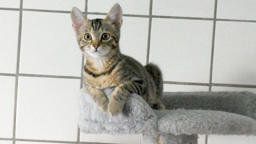 Beim Besuch des Reporters machte diese Katze große Augen. Foto: Ferber