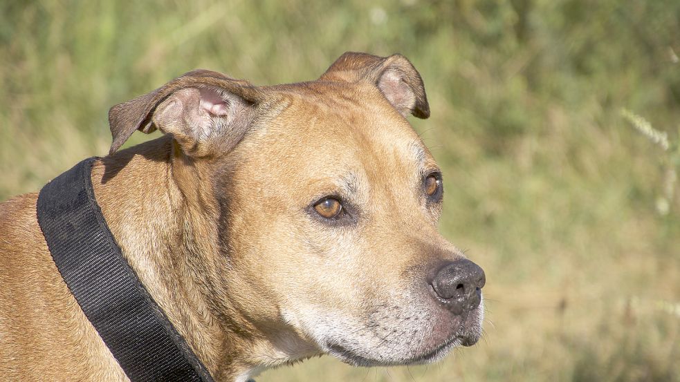Pitbull Terrier gelten als besonders aggressiv und dürfen nicht nach Deutschland eingeführt werden. Foto: imago images/PantherMedia
