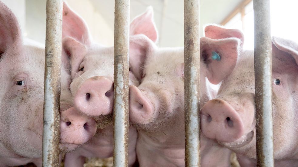 Diesen Schweinen in einem Stall geht es vermutlich ganz gut. Aber in vielen anderen Ställen haben Behörden bei Schwerpunktkontrollen Verstöße entdeckt. Überraschend kommt das nicht. Foto: Murat/dpa