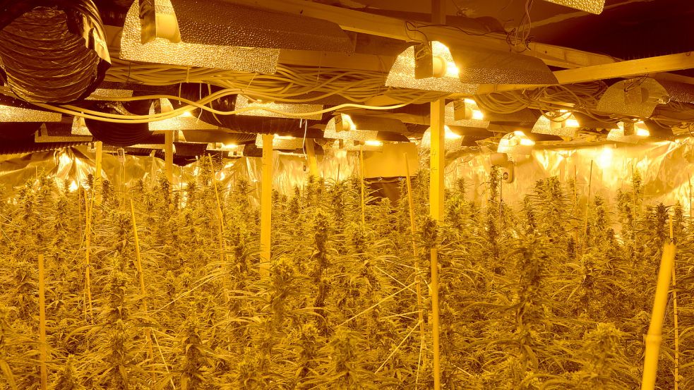 Rund 400 Marihuana-Pflanzen hatten die Beamten in Wiesmoor gefunden. Archivfoto: Polizei