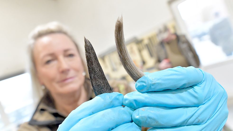 Schwanzzählung: Bisam-Jägerin Folma Rademacher zeigt den kleinen Unterschied – Bisamschwänze sind eher platt und Nutriaschwänze rund. Foto: Ortgies