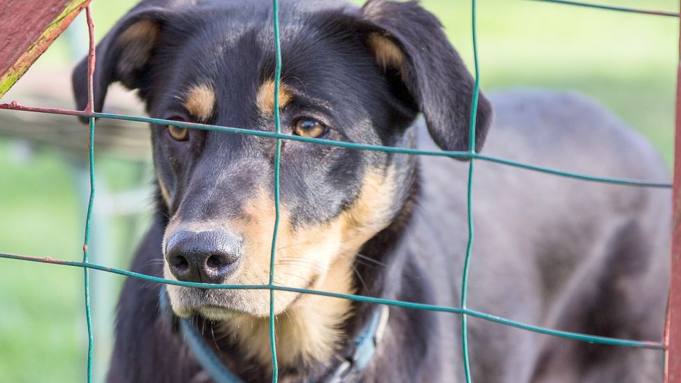 Es gibt Uneinigkeit im Vorstand des Tierschutzvereines Rheiderland. Symbolfoto: Pixabay