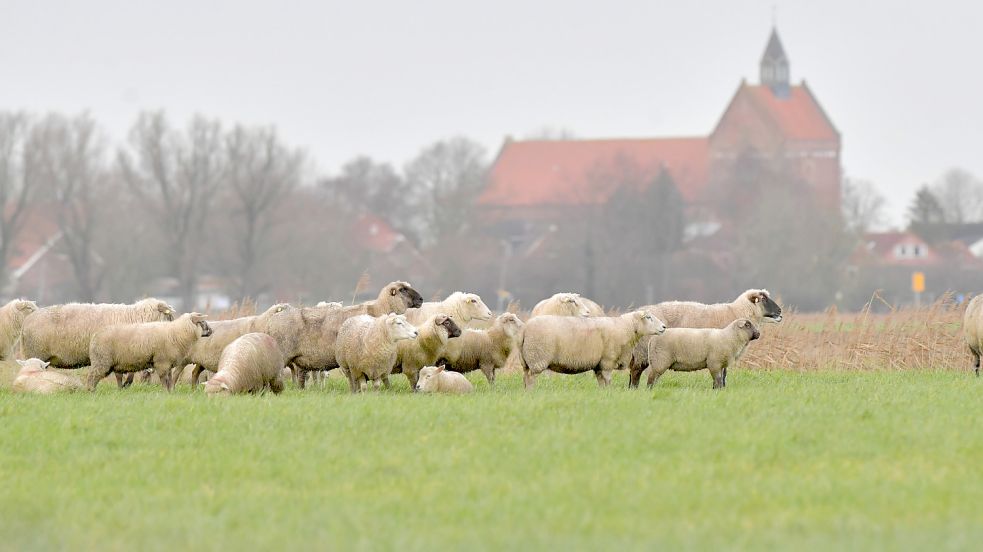 Die Herde befindet sich aktuell auf einen Feld bei Grimersum. Foto: Ortgies