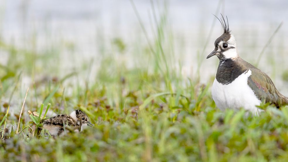 Ein Kiebitz mit Nachwuchs: Die Tiere haben sich auf Lebensräume spezialisiert, die durch die Veränderungen der Landschaft und intensive Nutzung gefährdet sind. Foto: DPA