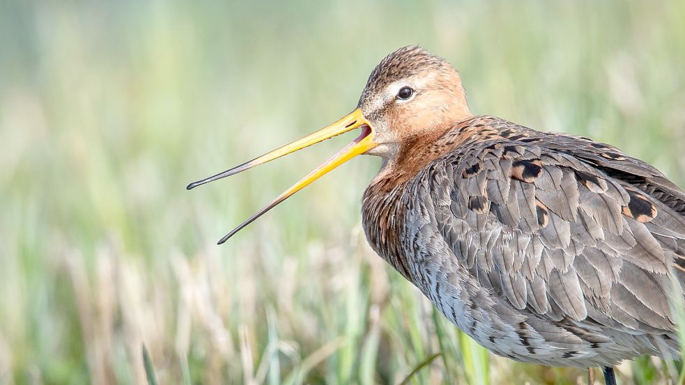 Die Uferschnepfe ist bei der Wahl ihrer Brutgebiete wählerisch und sie ist selten. Deshalb ist sie eine wichtige Zielart bei Bodenbrüterschutz. Foto: Böning