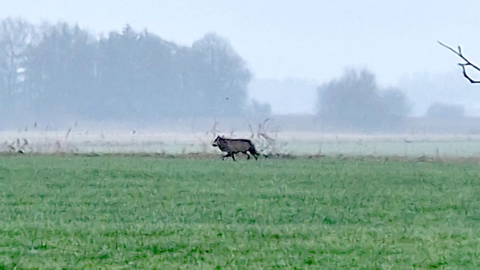 Dieses Bild eines mutmaßlichen Wolfes wurde im Bereich Freepsumer Meer aufgenommen. Foto: privat
