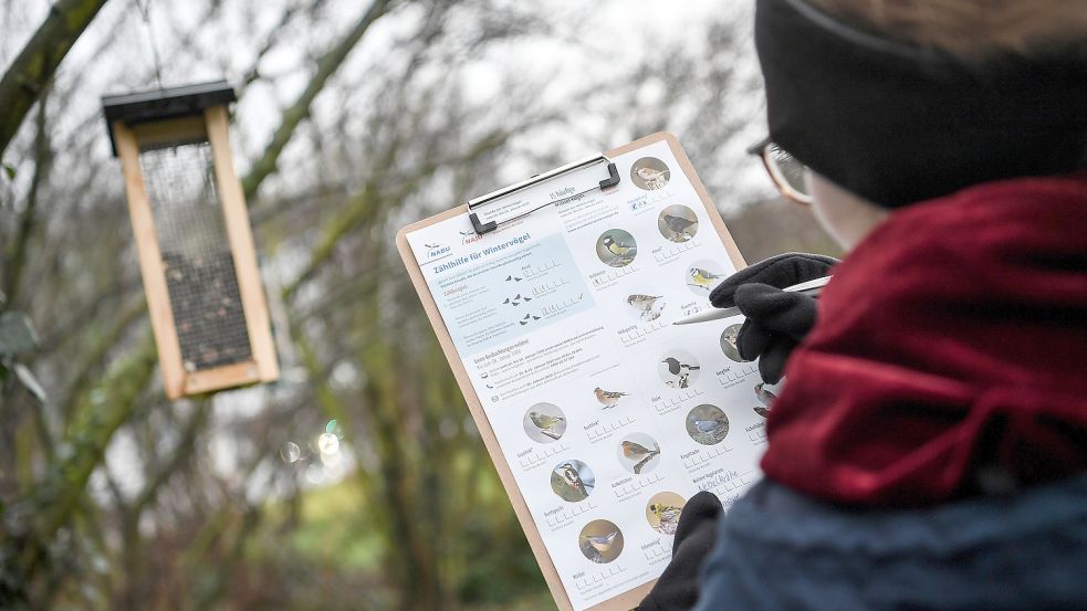 Bei der Mitmachaktion sollen eine Stunde lang alle Vögel, die sich zum Beispiel an einem Futterhäuschen oder in einem Park aufhalten, in Zahl und Art erfasst werden. Foto: Pedersen/DPA-Zentralbild/DPA