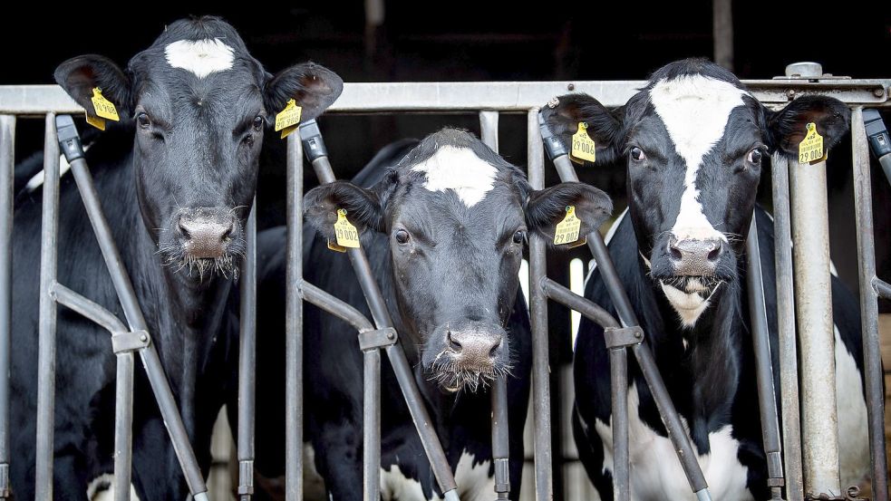 Diesen Kühen geht es sichtlich gut. Nun soll es aber verstärkte Kontrollen in landwirtschaftlichen Betrieben geben. Foto: Schuldt/dpa/Archiv