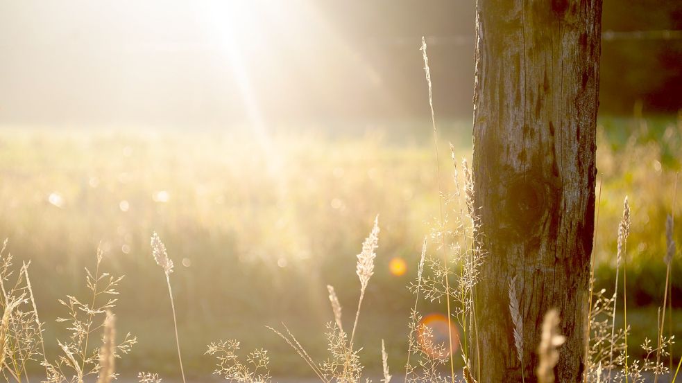 Wann diese Woche die Sonne in Niedersachsen scheint. Foto: Unsplash/Zwaddi
