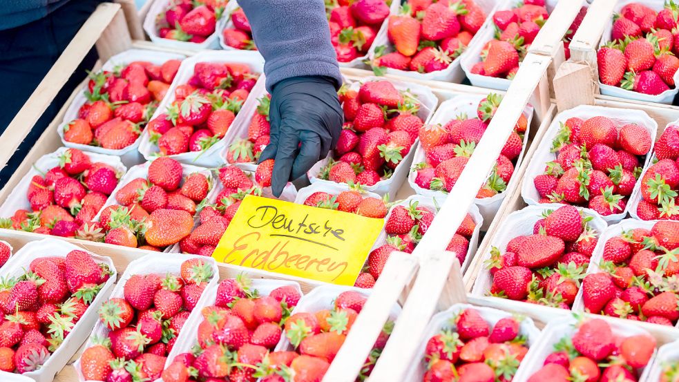 Gibt es bald keine Erdbeeren mehr aus Deutschland? Bauernpräsident Joachim Rukwied warnt genau davor. Foto: dpa
