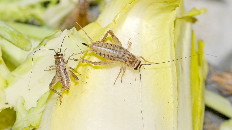Zum Verzehr geeignet: Auf der Genussmesse in Aurich kann man Insekten probieren.