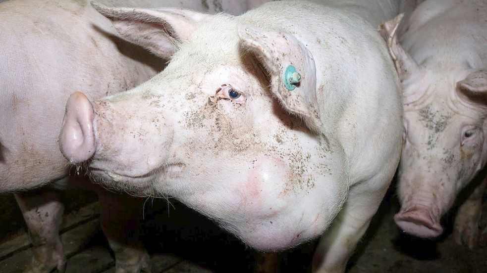 Diese Aufnahme haben Tierschützer im Sommer 2020 in einer Mastanlage im nördlichen Emsland gemacht. Am 31. Januar 2023 startet am Amtsgericht in Papenburg die Verhandlung gegen Verantwortliche der Schweinemastanlage. Foto: Deutsches Tierschutzbüro/Archiv