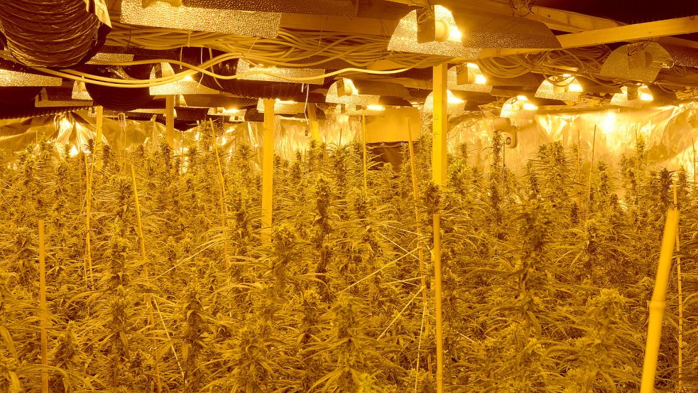 Um diese Cannabisplantage geht es in dem Prozess. Archivfoto: Polizei Aurich
